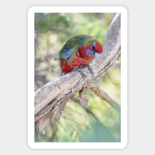 Juvenile crimson rosella 02 Sticker